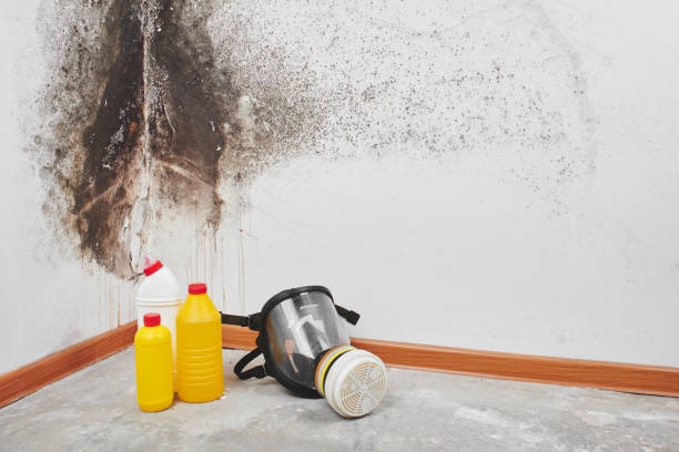 Best Toxic Mold Removal  in Southern Gateway, VA