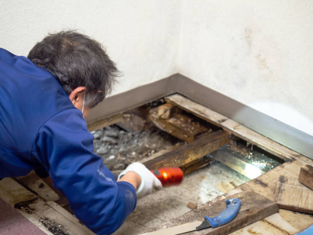 Best Mold Removal Company Near Me  in Southern Gateway, VA