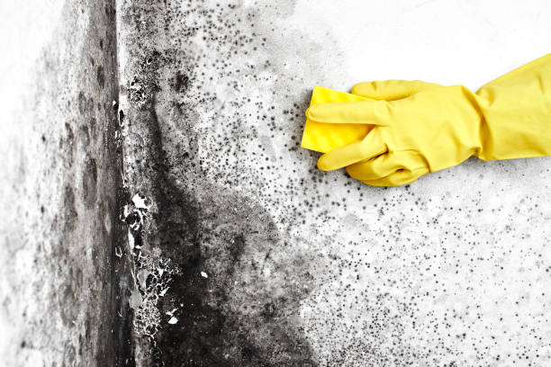 Best Attic Mold Removal  in Southern Gateway, VA