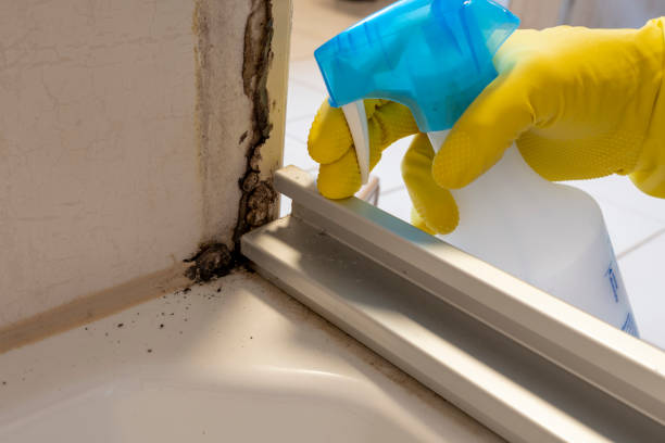 Best Mold Damage Repair  in Southern Gateway, VA