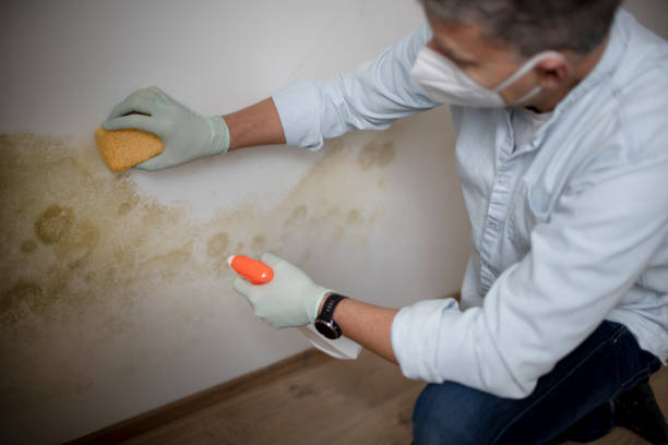 Best Certified Mold Removal  in Southern Gateway, VA