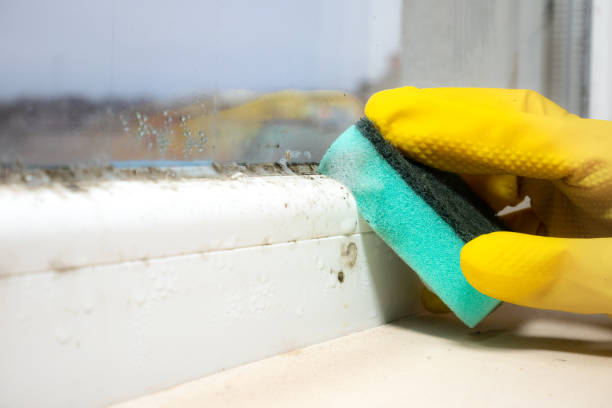  Southern Gateway, VA Mold Removal Pros
