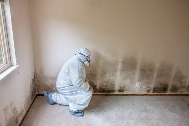 Office Mold Removal Services in Southern Gateway, VA