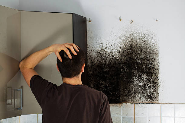 Best Commercial Mold Removal  in Southern Gateway, VA